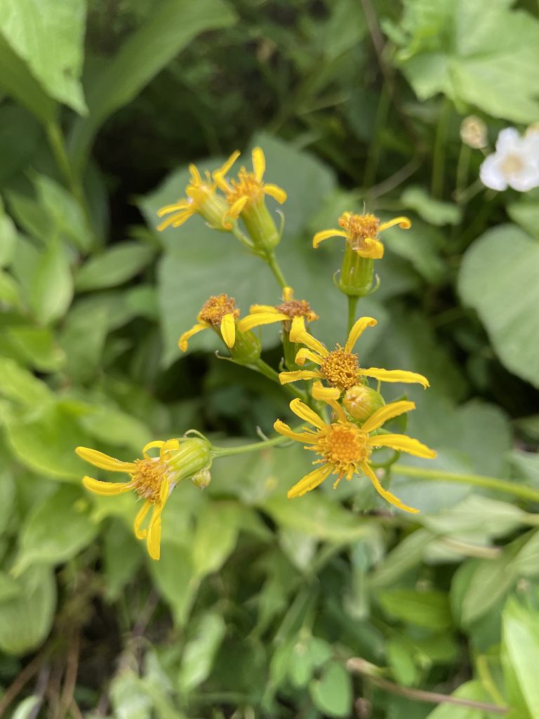 Heartleaf Arnica flower