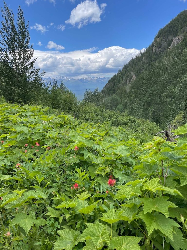 view back toward Swan Valley from Upper Holland Lake Trail
